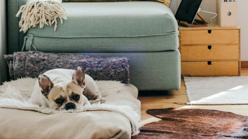 Cama para perro moderna