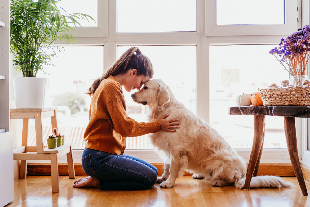 decoración con mascotas