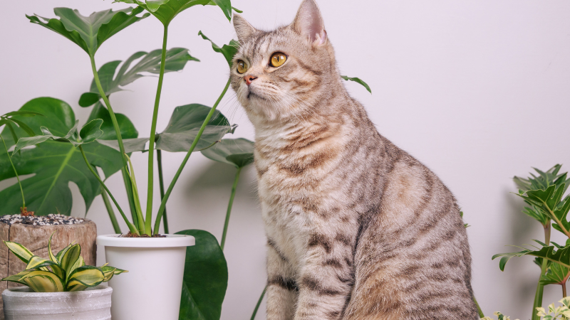 decoración con mascotas